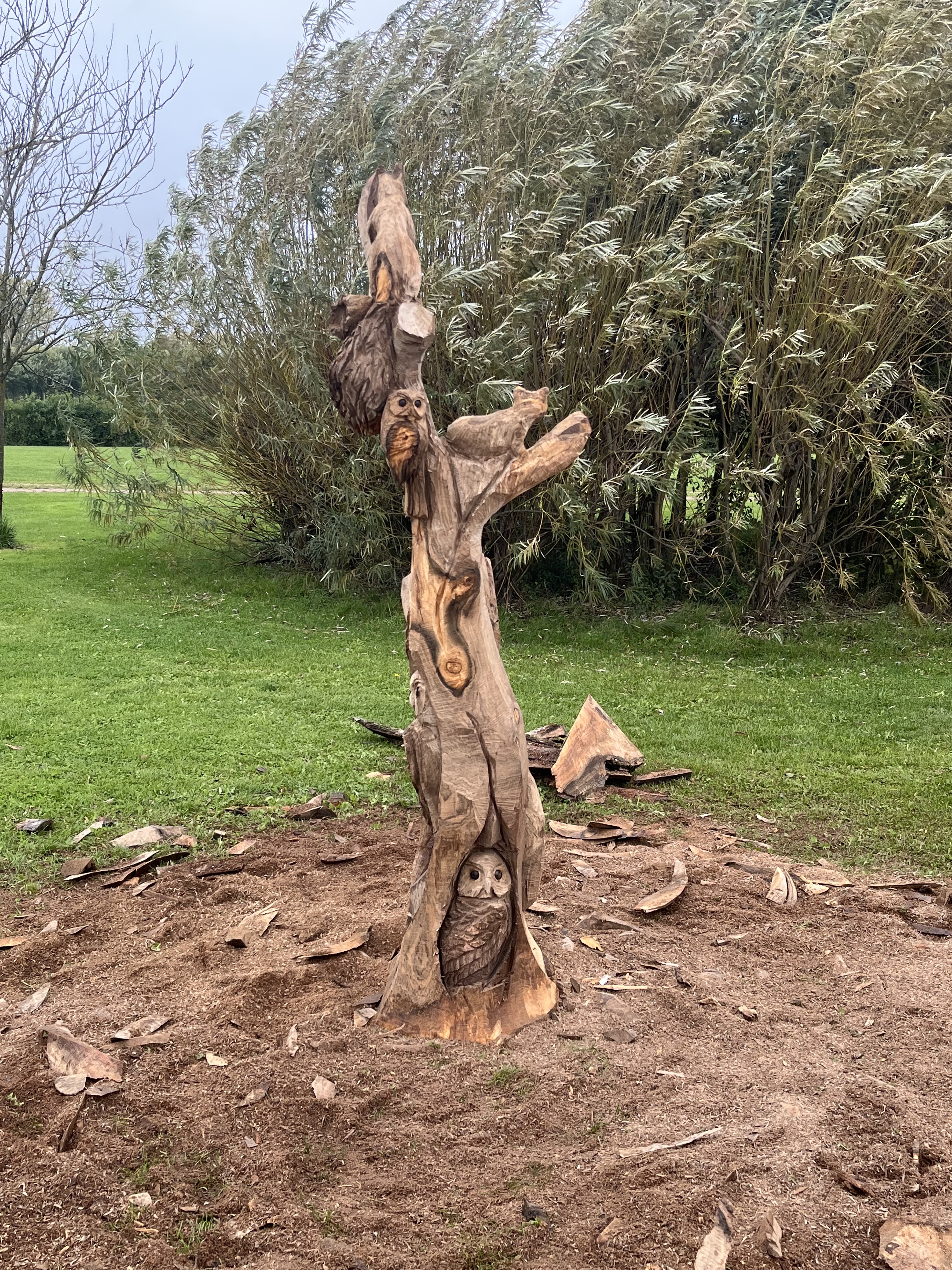 Natuurboom foto 2