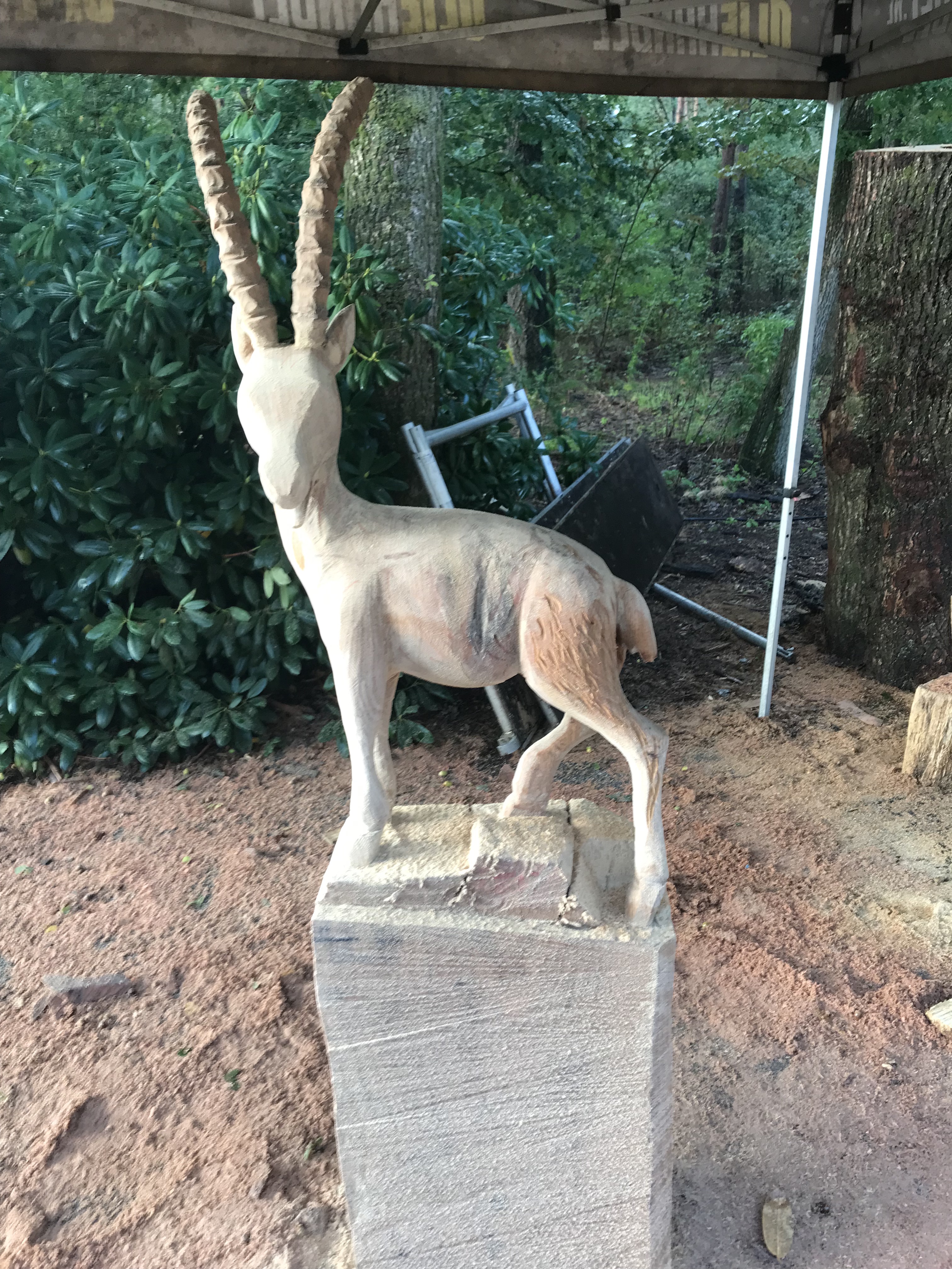 Steenbok