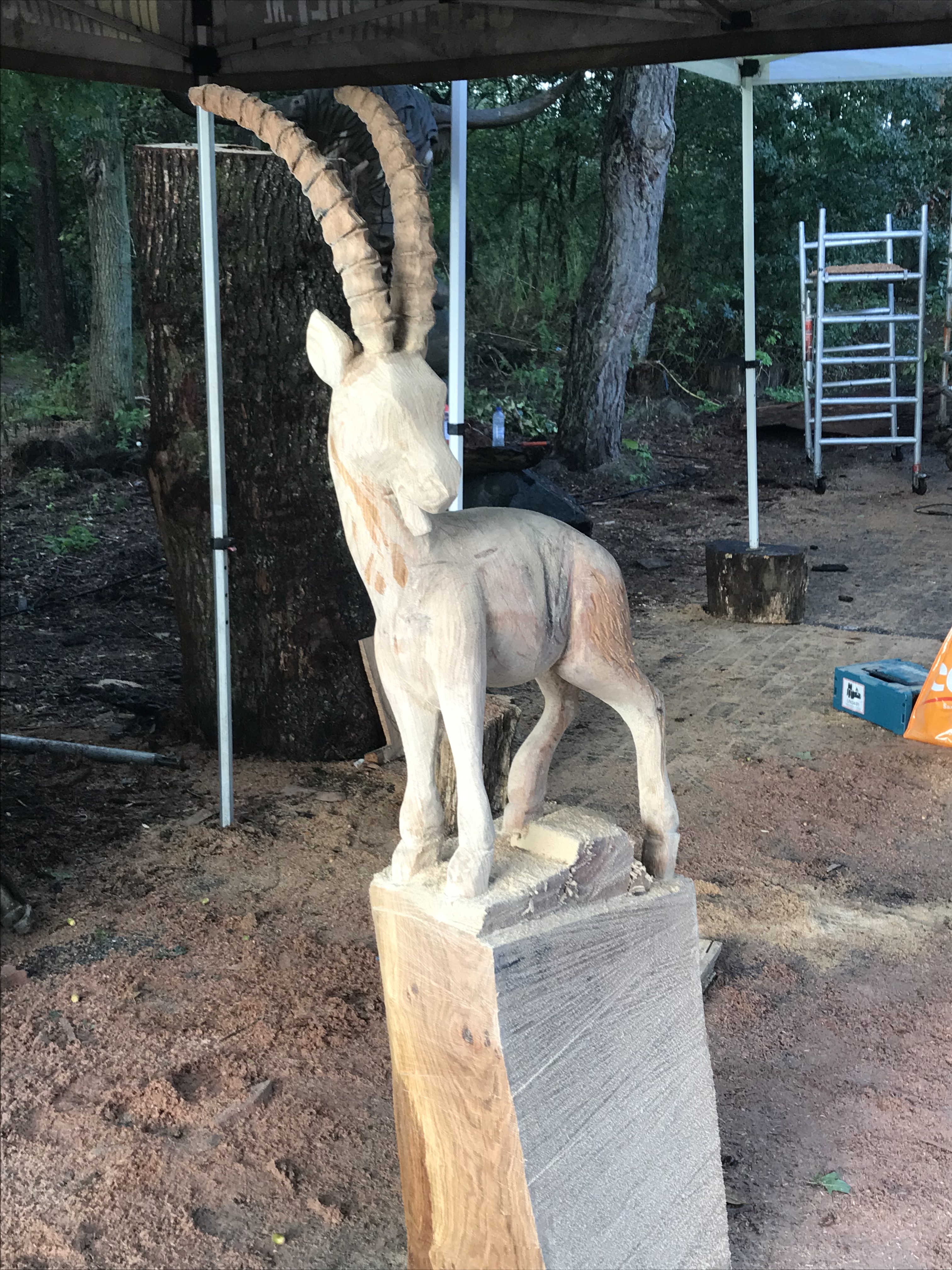Steenbok foto 2